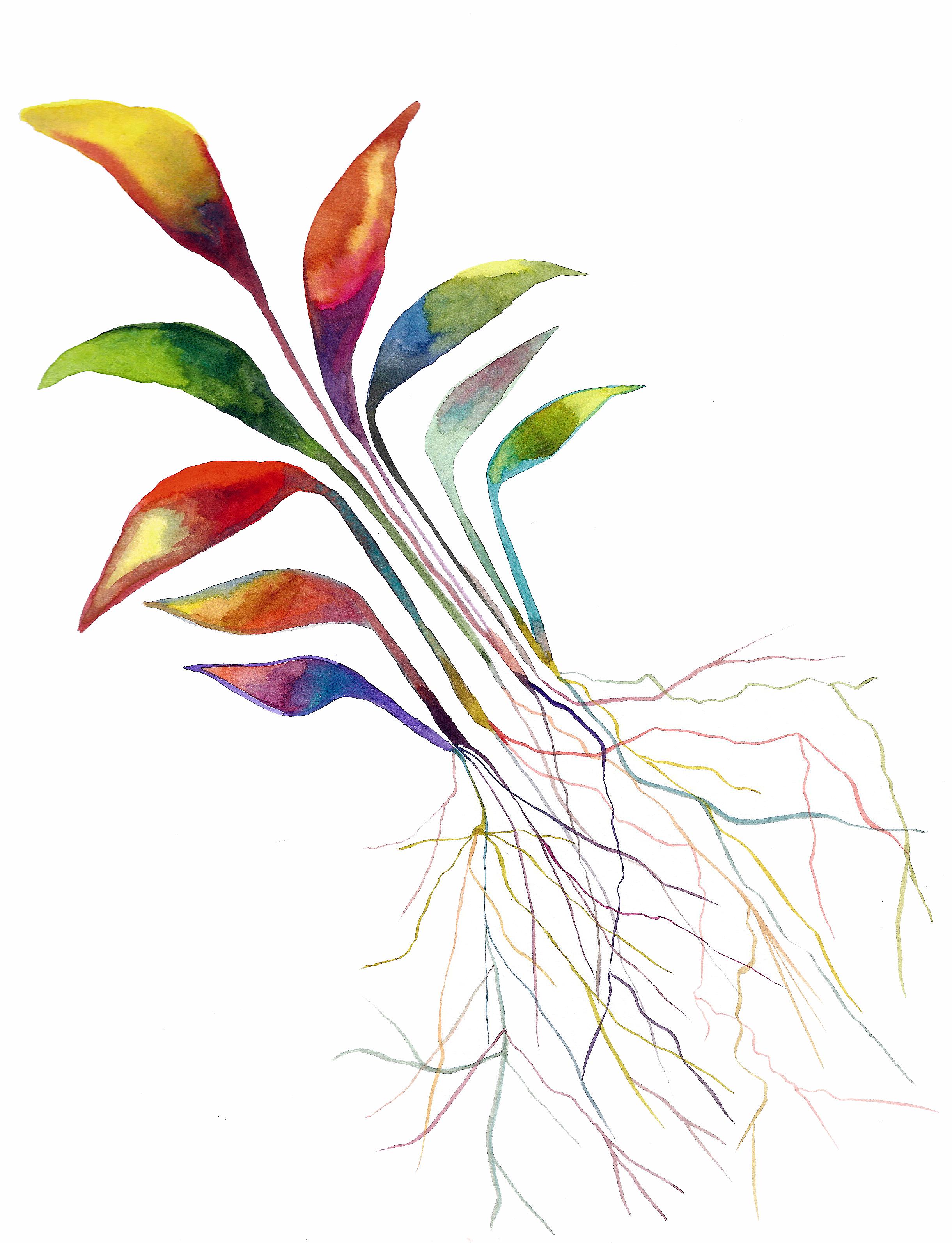 Roots