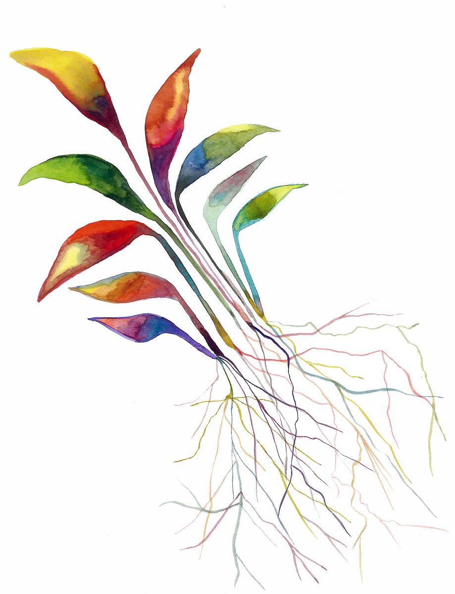Roots